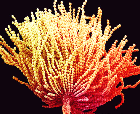 霉菌毒素 霉菌毒素