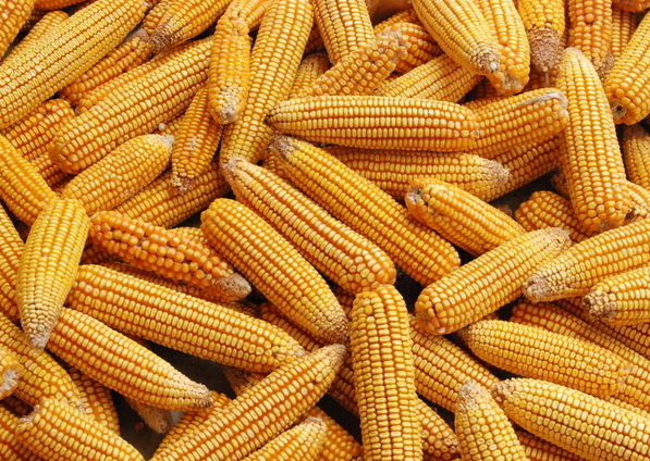 玉米黃曲霉毒素檢測 玉米黃曲霉毒素檢測