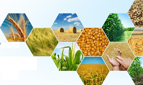 玉米赤霉烯酮檢測卡 玉米赤霉烯酮檢測卡