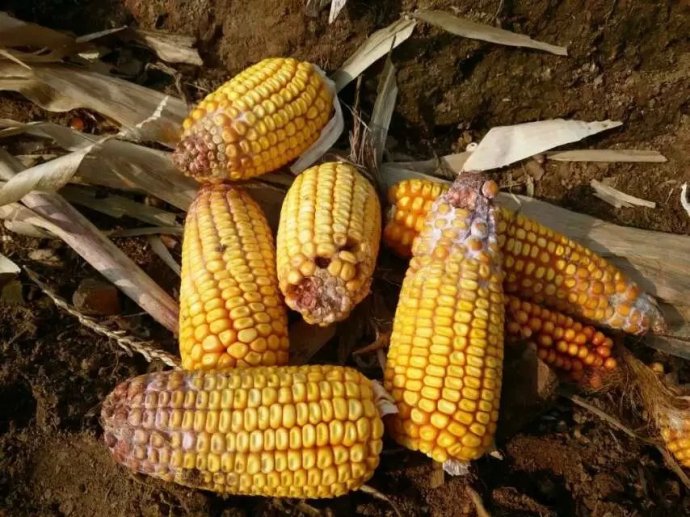 玉米霉菌毒素污染 玉米霉菌毒素污染