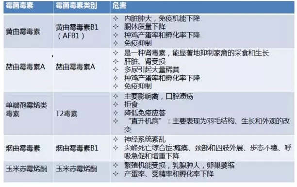 霉菌毒素危害 霉菌毒素危害
