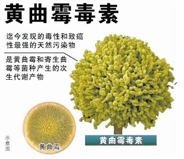 黃曲霉毒素B1污染 黃曲霉毒素B1污染