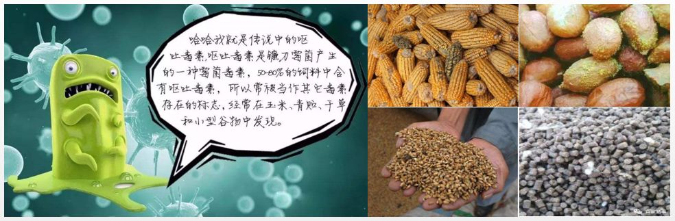 飼料霉菌毒素 飼料霉菌毒素